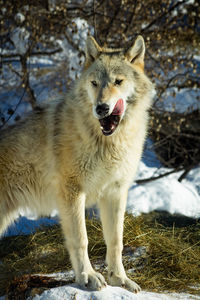 animal