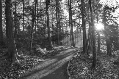 Trees in forest