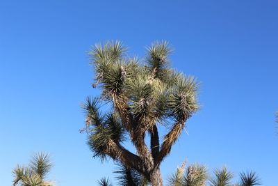 Low angle view of trees against clear blue sky