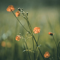 Close-up of flowering plants on field