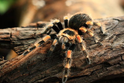 Close-up of spider on wood