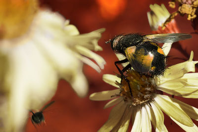 Detail shot of bee on flower