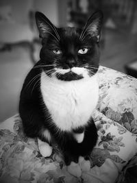 Close-up portrait of cat