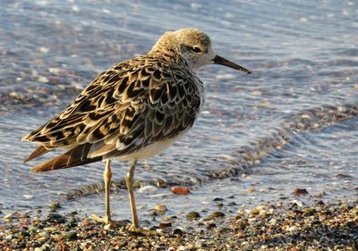 Close-up of seagull perching on beach