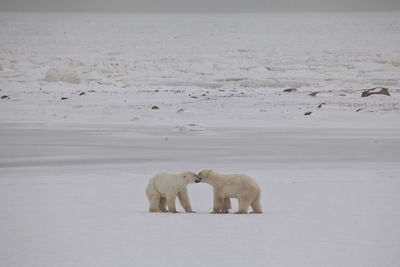 Sheep walking on snow covered landscape