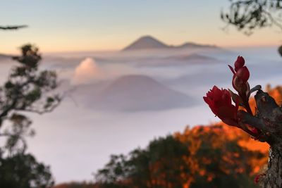 Close-up of flowering plant against sky during sunset