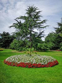 View of flowering plants in park