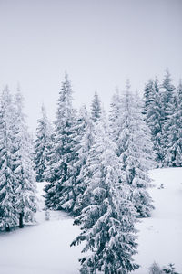 Frozen trees against clear sky during winter