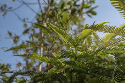 Close-up of pine tree