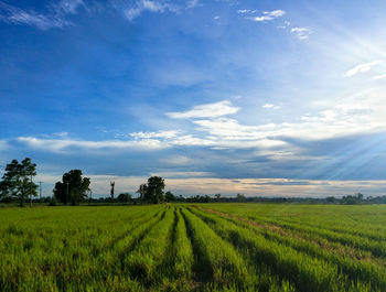 Scenic view of field against sky