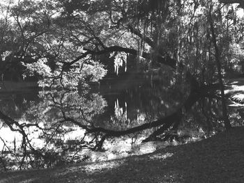 Reflection of trees in water