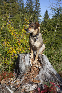 View of a dog sitting on tree