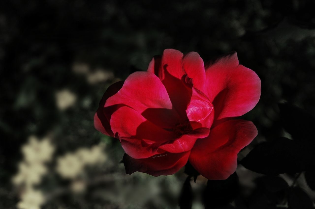 flower, petal, flower head, freshness, fragility, close-up, beauty in nature, focus on foreground, growth, red, blooming, single flower, nature, rose - flower, plant, in bloom, pink color, day, outdoors, no people