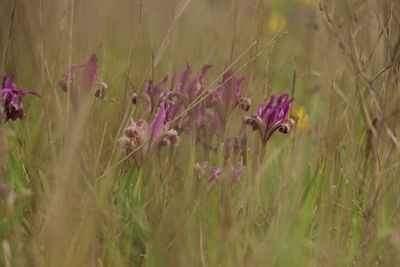 Close-up of pink flowering plants on field