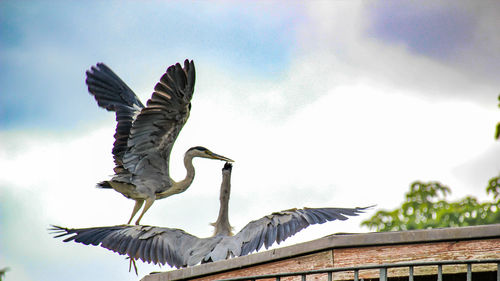 Low angle view of bird flying against sky