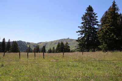 Trees on field against sky