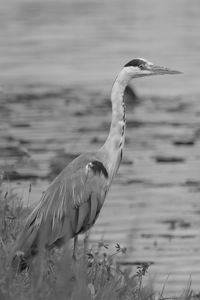 Side view of a bird in water