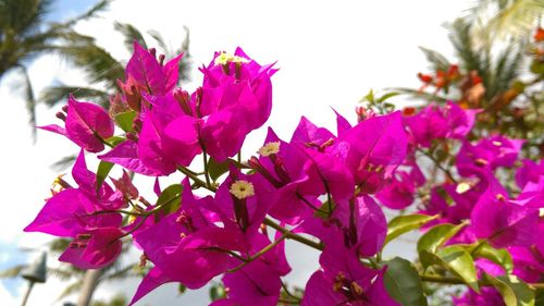 Close-up of pink flowers