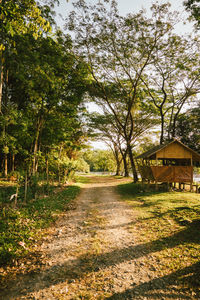 Road amidst trees