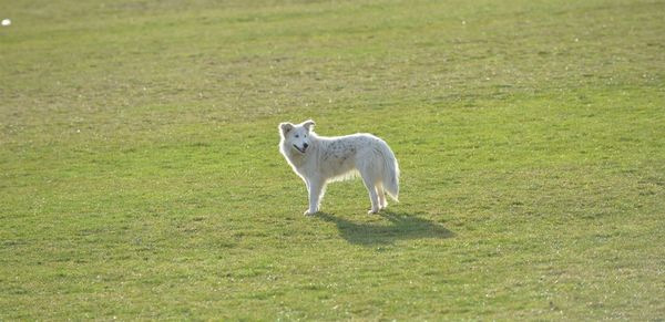 Sheep on field