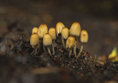 Coprinus