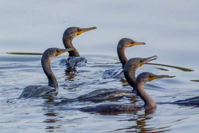 Ducks in a lake