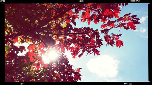 Low angle view of trees against sky