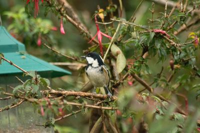 Bird perching on a tree