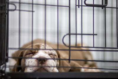 Portrait of dog in cage