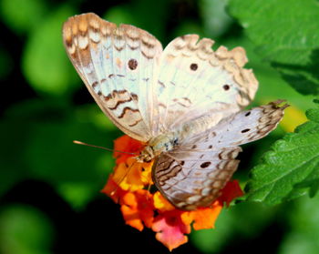 Close-up of butterfly pollinating on flower