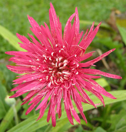 Close-up of wet pink flower