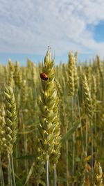 Close-up of crops on field against sky