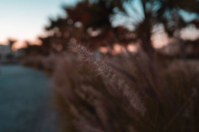 Close-up of plant against sky