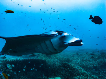 Low section of man swimming in sea