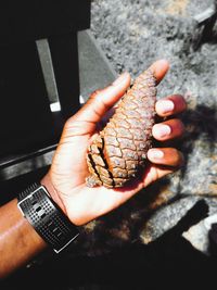 Cropped man holding pine cone