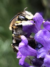 Close-up of bee pollinating on purple flower