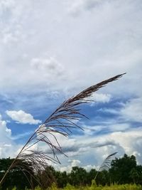 Low angle view of grass against sky