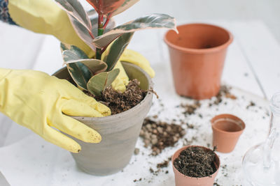 Cropped hands wearing gloves gardening potted plant on table