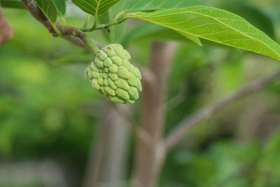 Close-up of fruit growing on tree