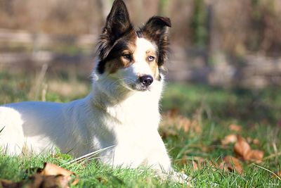 Portrait of dog on field