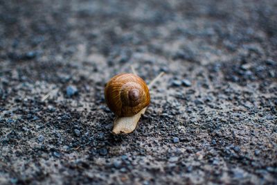 Close-up of snail on ground