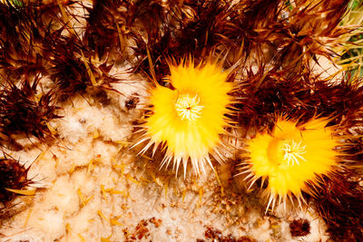 Close-up of yellow flowering plant