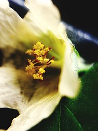 Close-up of yellow flower