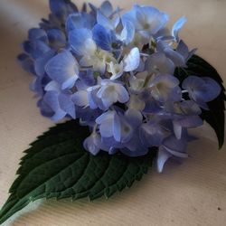 Close-up of purple flowering plant in vase