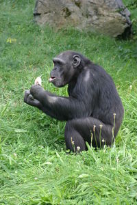 Monkey eating