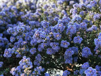 Close-up of purple flowering plants