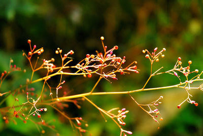 Close-up of red leaves on plant