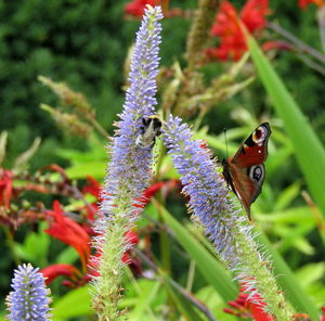 Close-up of butterfly pollinating on flower