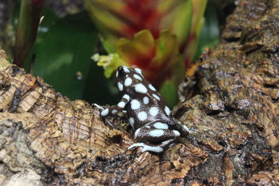 Close-up of insect on tree trunk