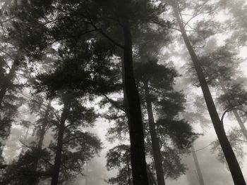 Low angle view of trees in forest against sky